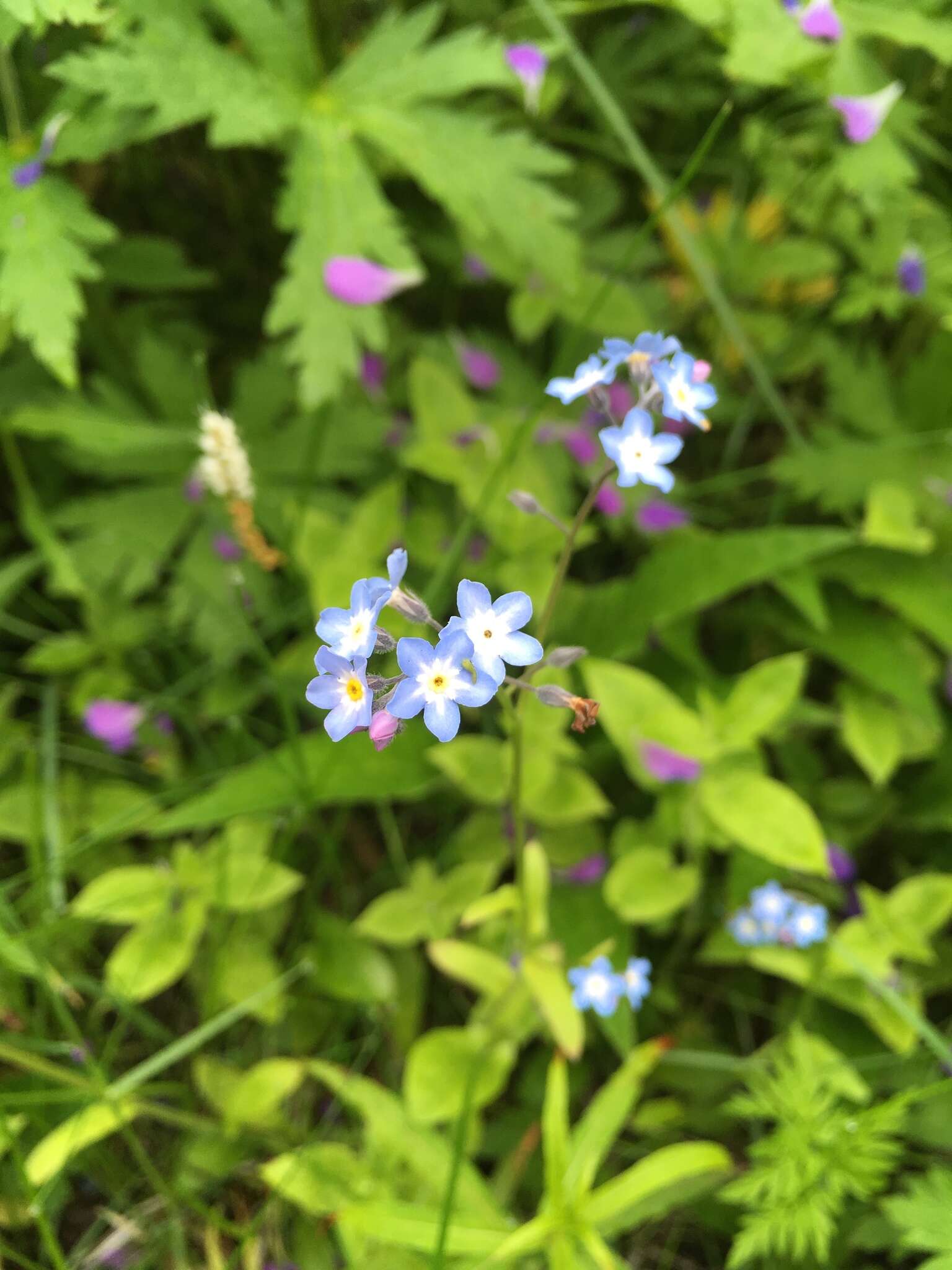 Image de Myosotis decumbens Host