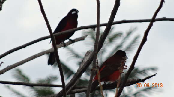 Image of Crimson-backed Tanager