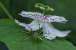 Image of Peucetia viridana (Stoliczka 1869)