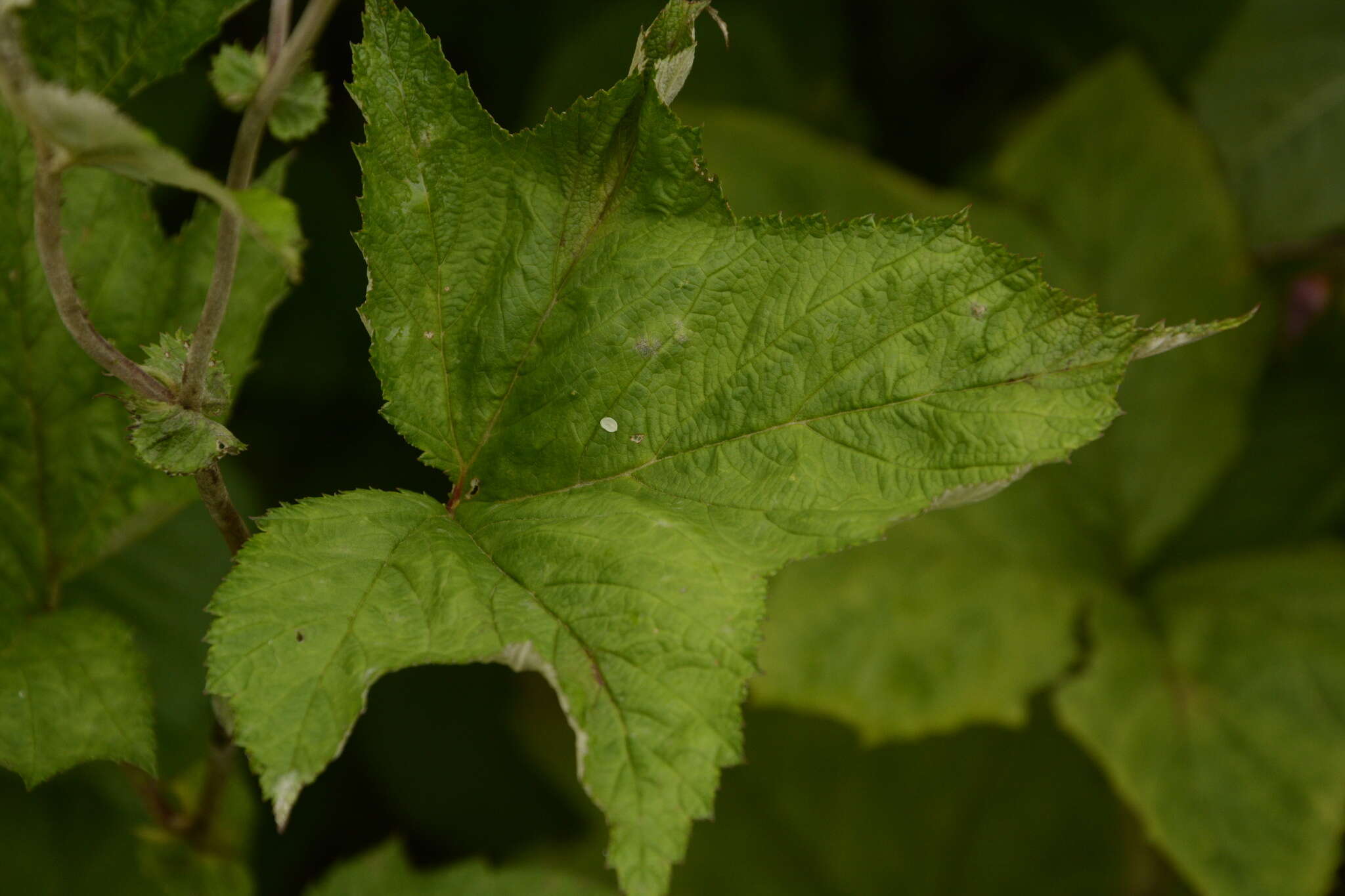 Image of Filipendula vestita (Wall. ex G. Don) Maxim.