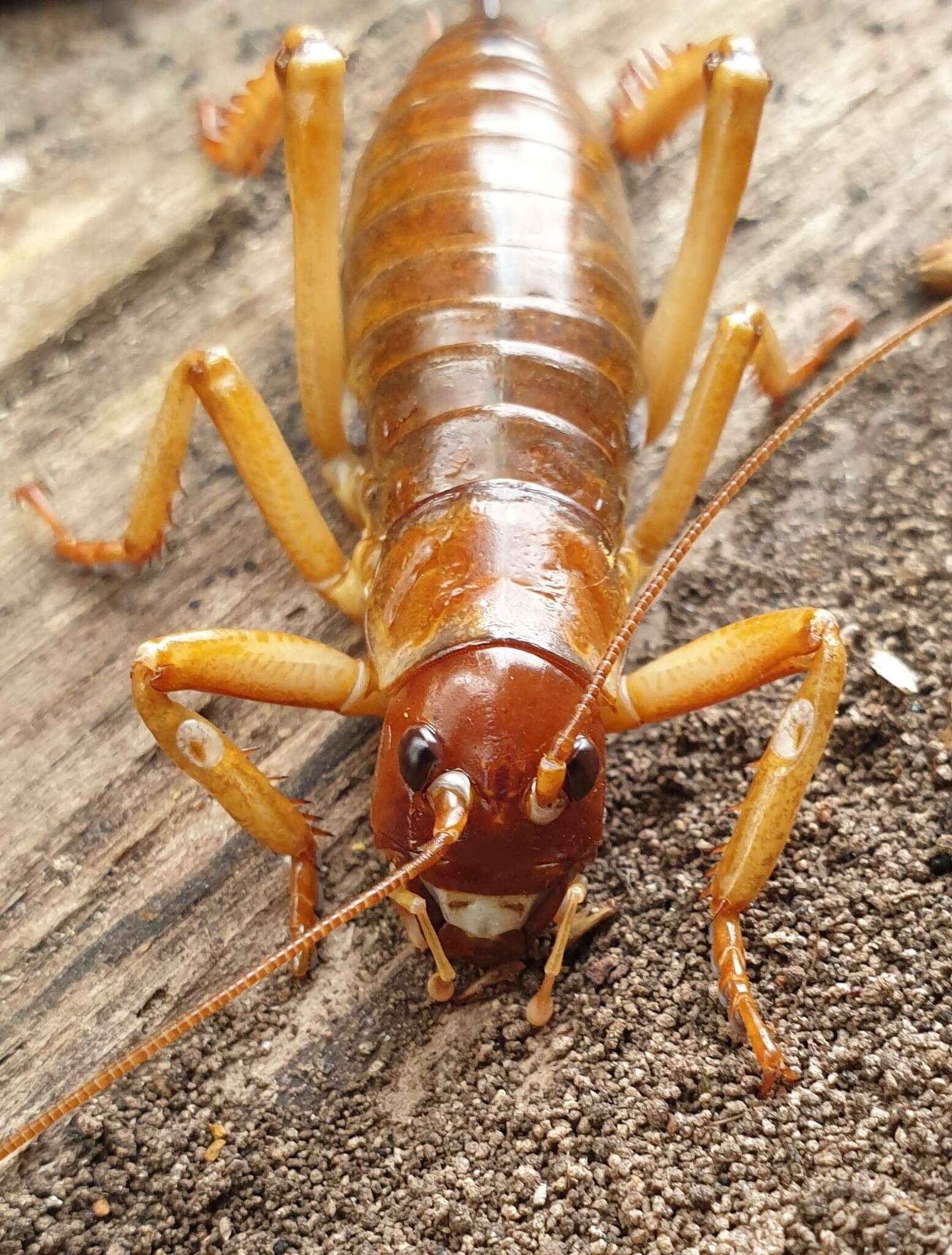 Image of Hemideina ricta Hutton 1896