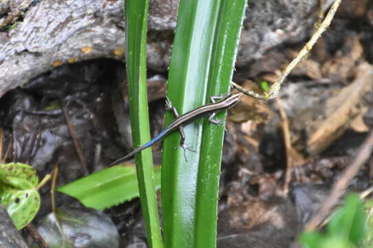 Image of Pacific Blue-Tail Skink