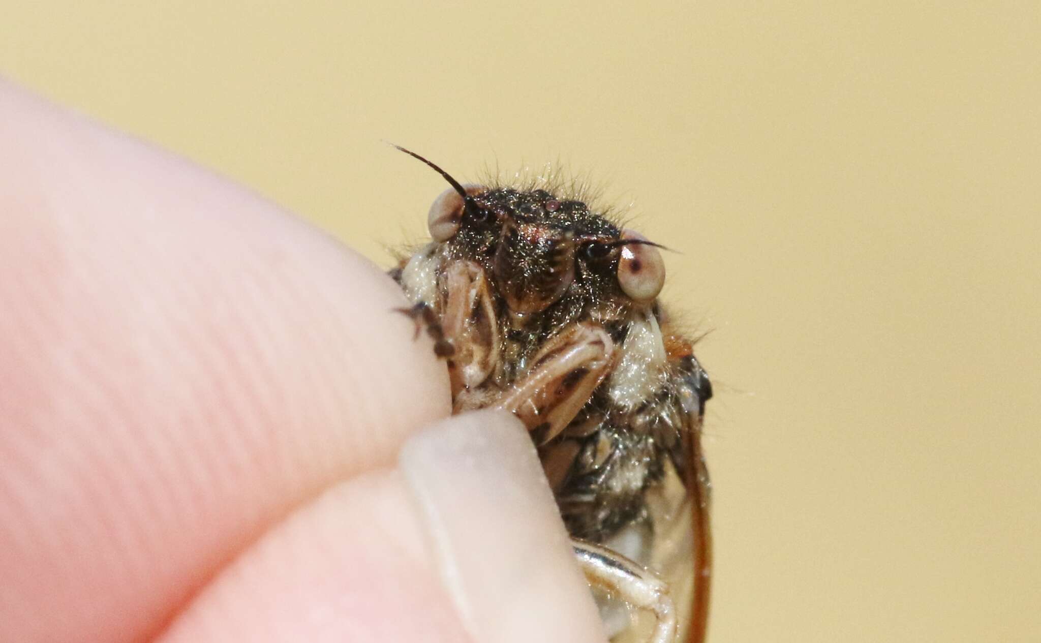 Image of tussock cicada