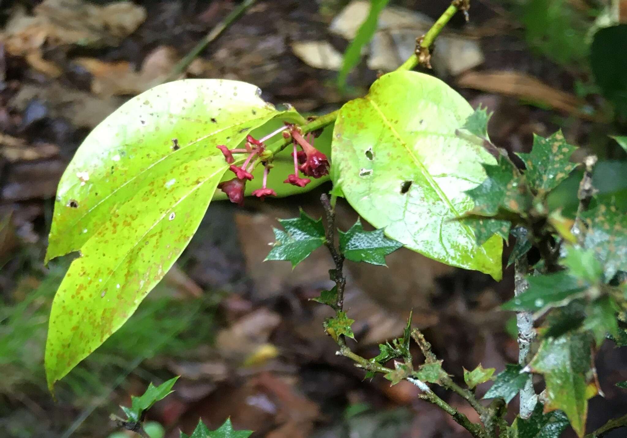 Image de Breynia macrantha (Hassk.) Chakrab. & N. P. Balakr.