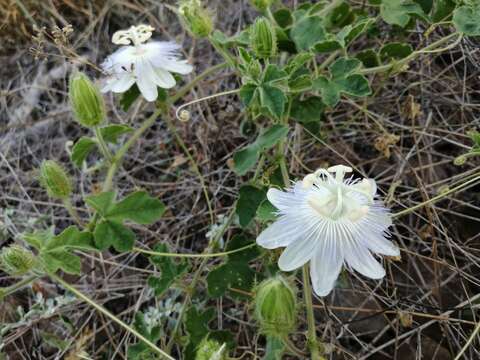 Image of Arizona Passion-Flower