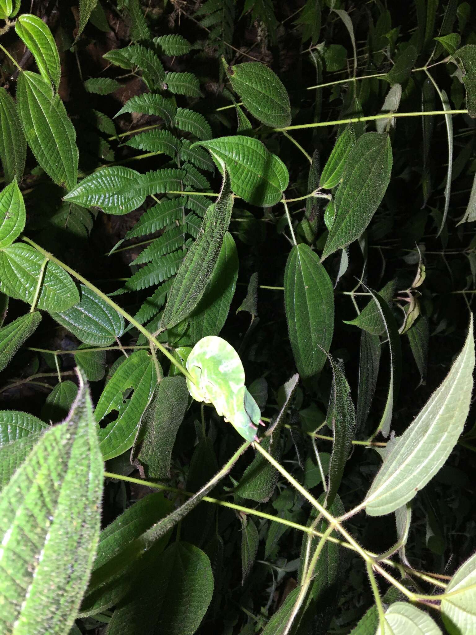 Image of Usambara Three-Horned Chameleon