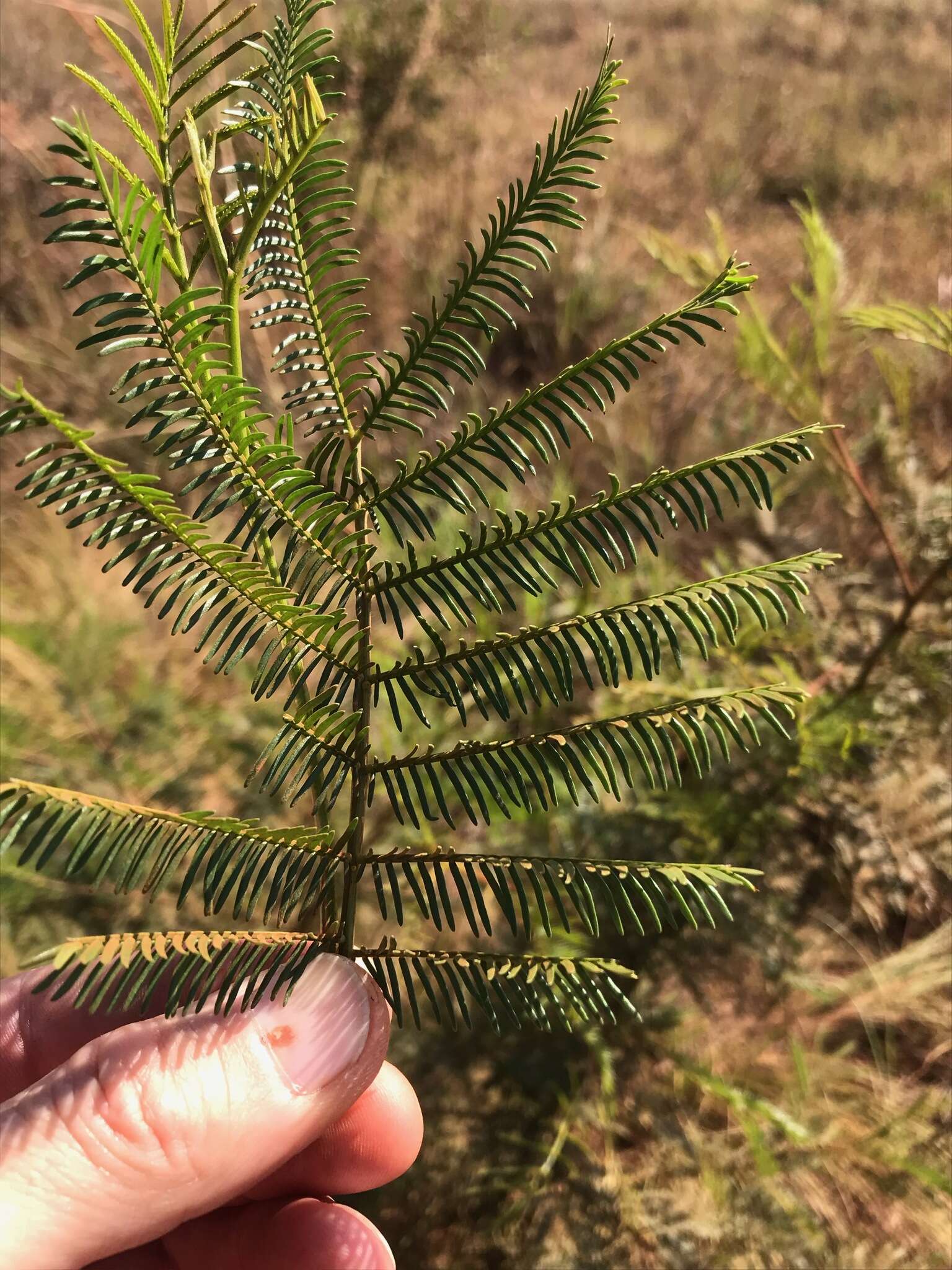 Image of green wattle