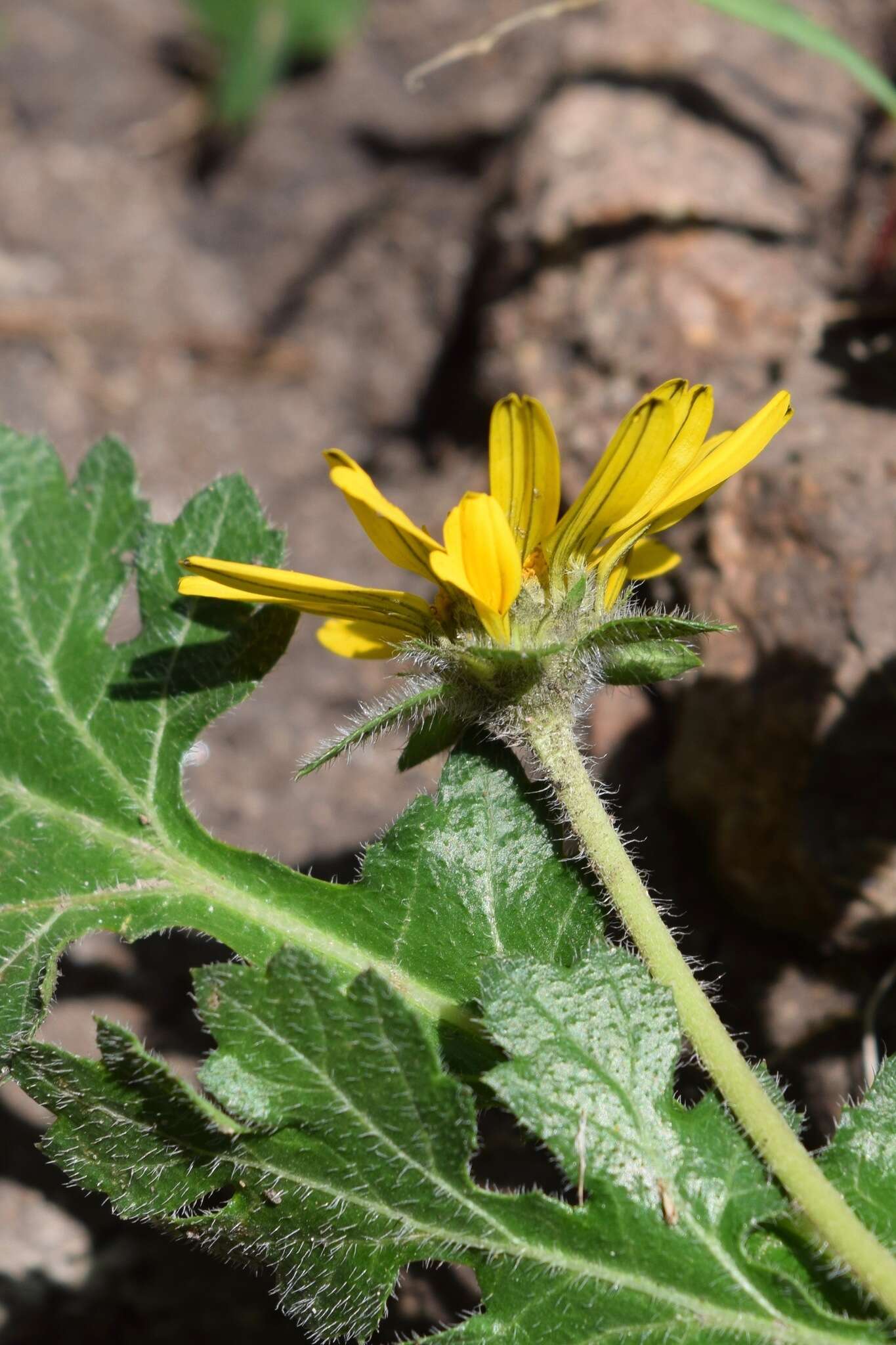 Sivun Dugesia mexicana (A. Gray) A. Gray kuva