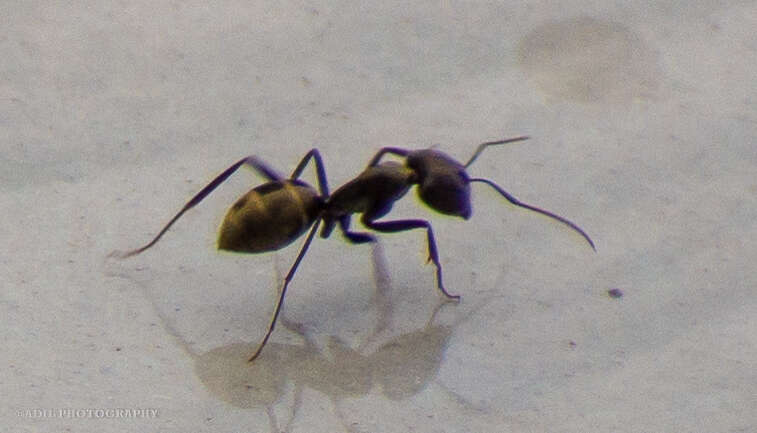 Image of Camponotus parius Emery 1889