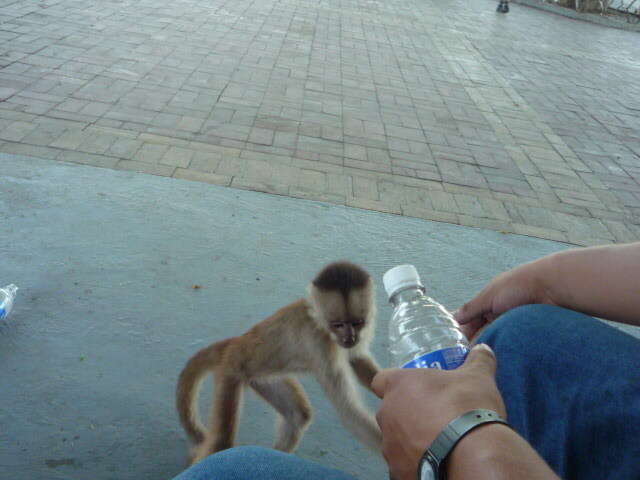 Image of Maranon white fronted capuchin