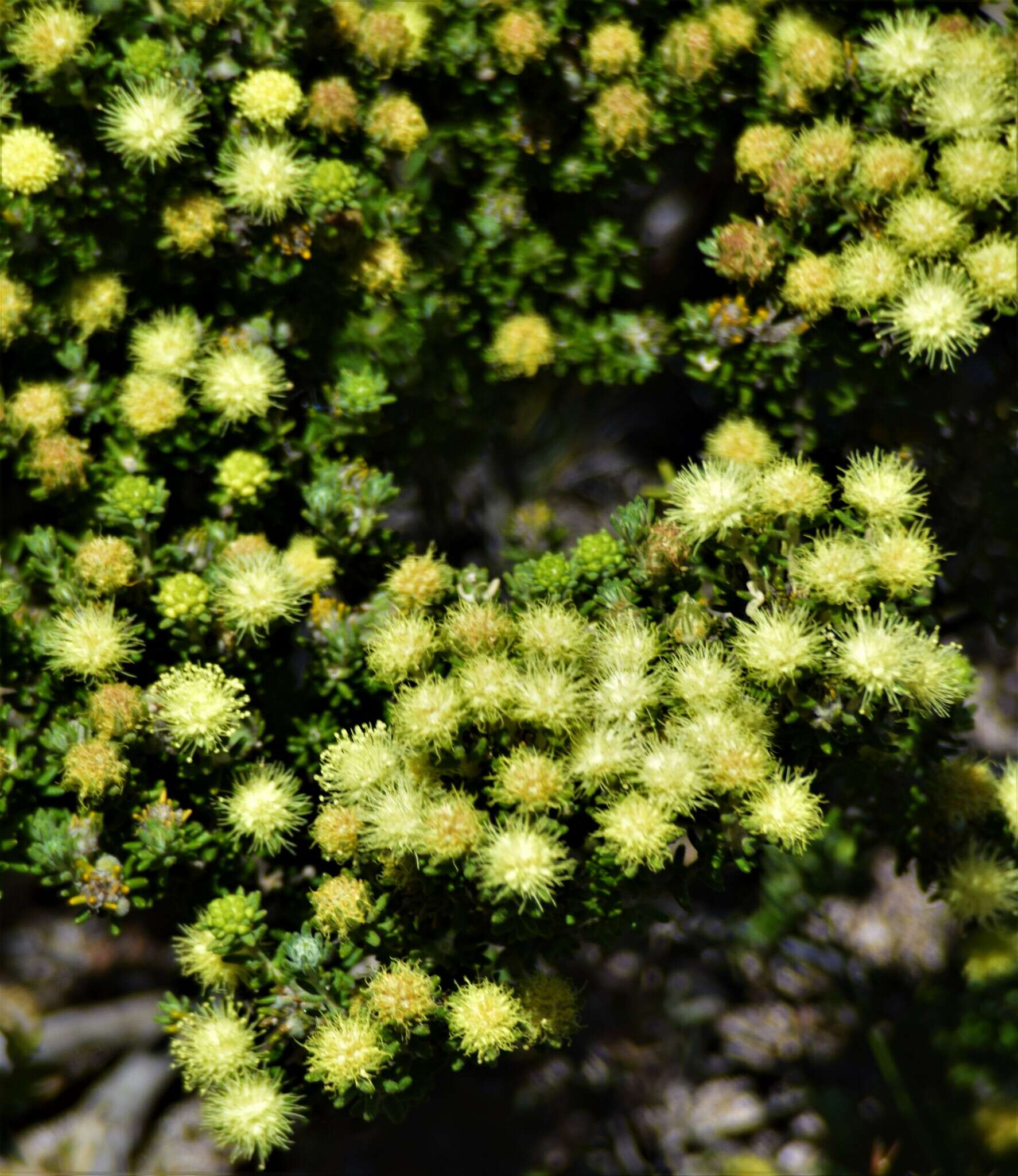 Sivun Microcybe pauciflora Turcz. kuva