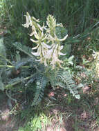 Imagem de Astragalus drummondii Dougl.