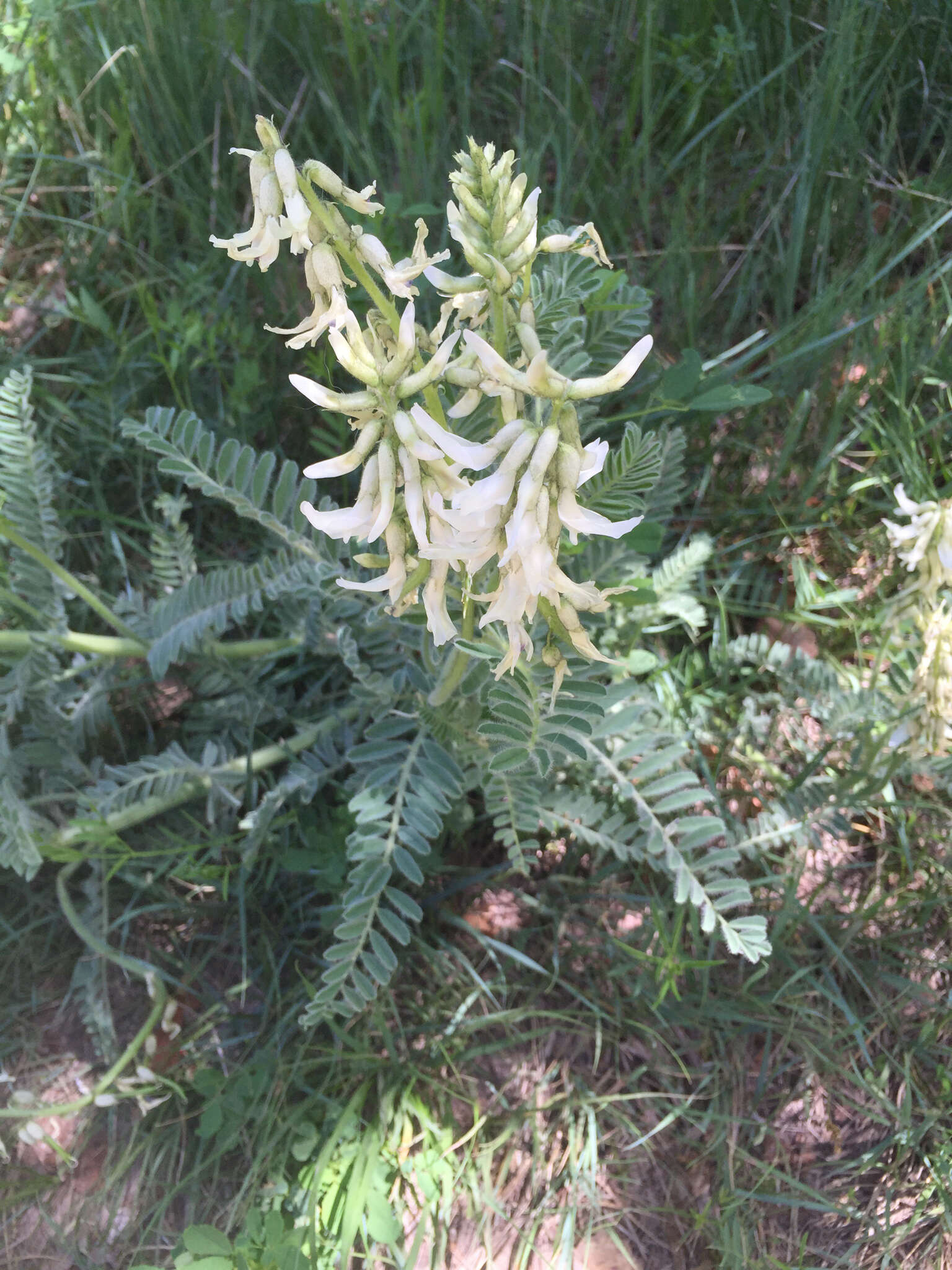 Imagem de Astragalus drummondii Dougl.