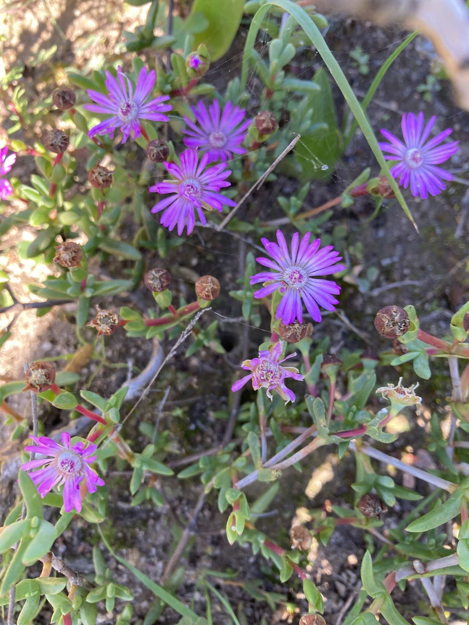 Image of Lampranthus leptaleon (Haw.) N. E. Br.