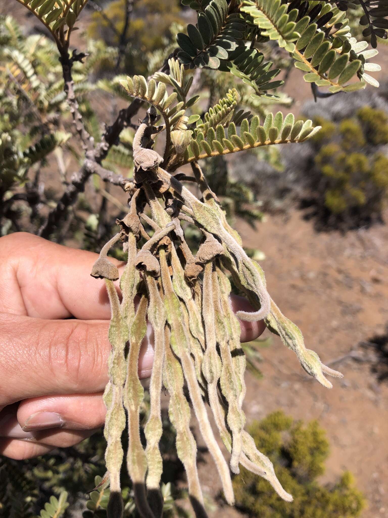 Image of Sophora denudata Bory