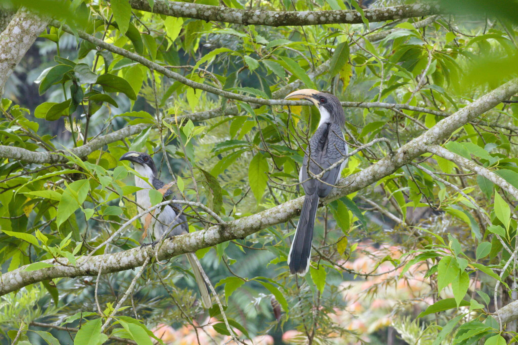 Image of Ceylon Grey-Hornbill