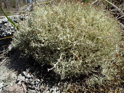 Image de Cladonia amaurocraea (Flörke) Schaer.