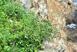 Imagem de Limonium sinense (Girard) Kuntze