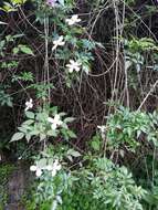 صورة Clematis montana Buch.-Ham. ex DC.