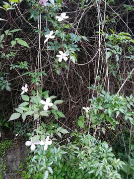 Image of Himalayan Clematis