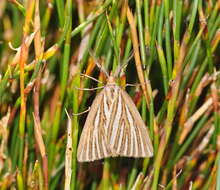 Image of Amelora oritropha Turner 1919