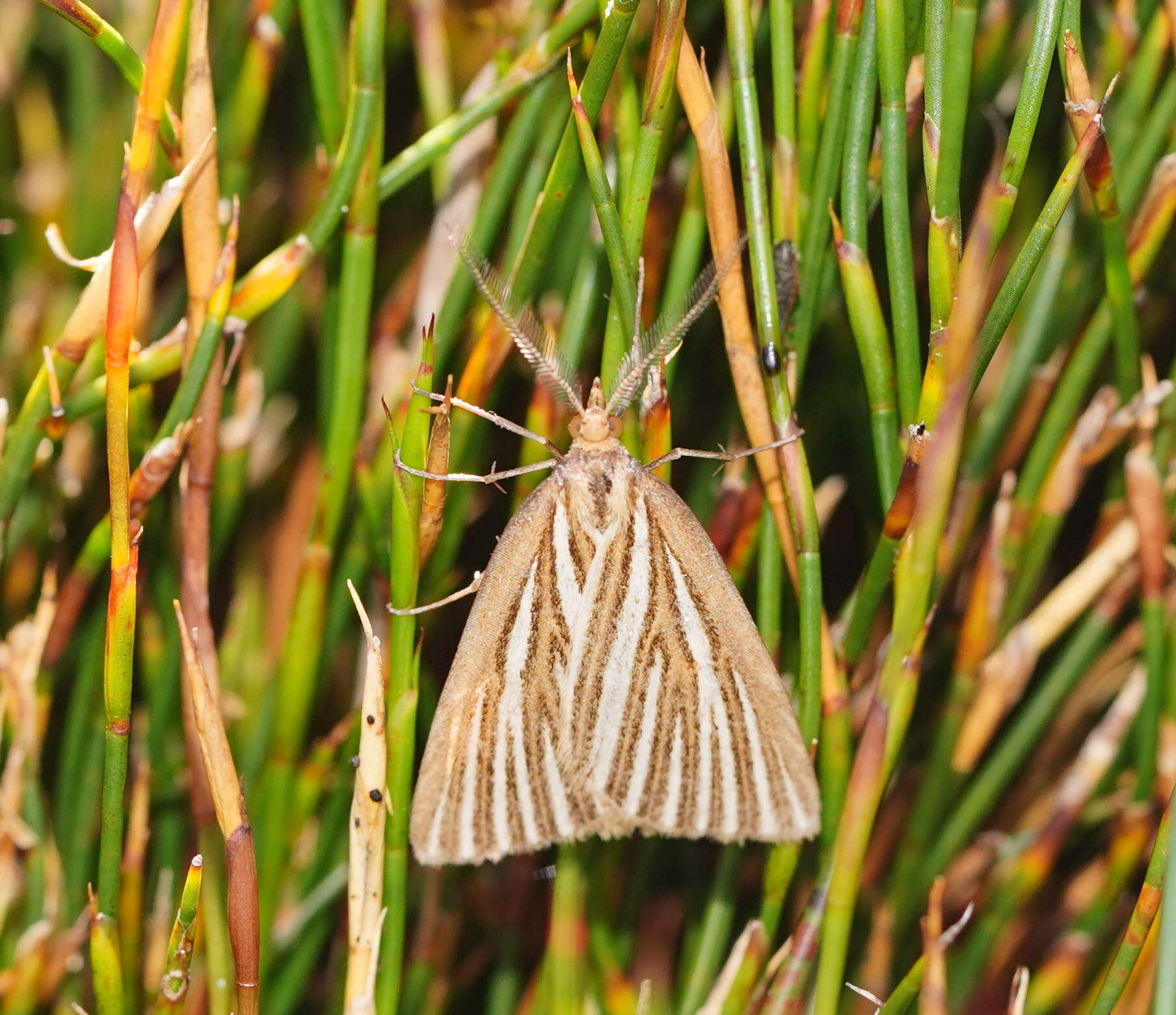 Plancia ëd Amelora oritropha Turner 1919