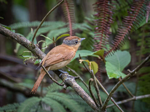 Image of Chestnut-crowned Becard