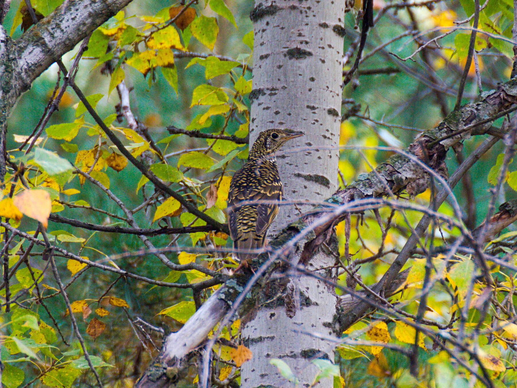 Image of White's Thrush