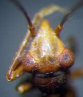 Image of Myrmecoris