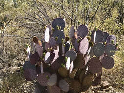 Sivun Opuntia santa-rita (Griffiths & Hare) Rose kuva