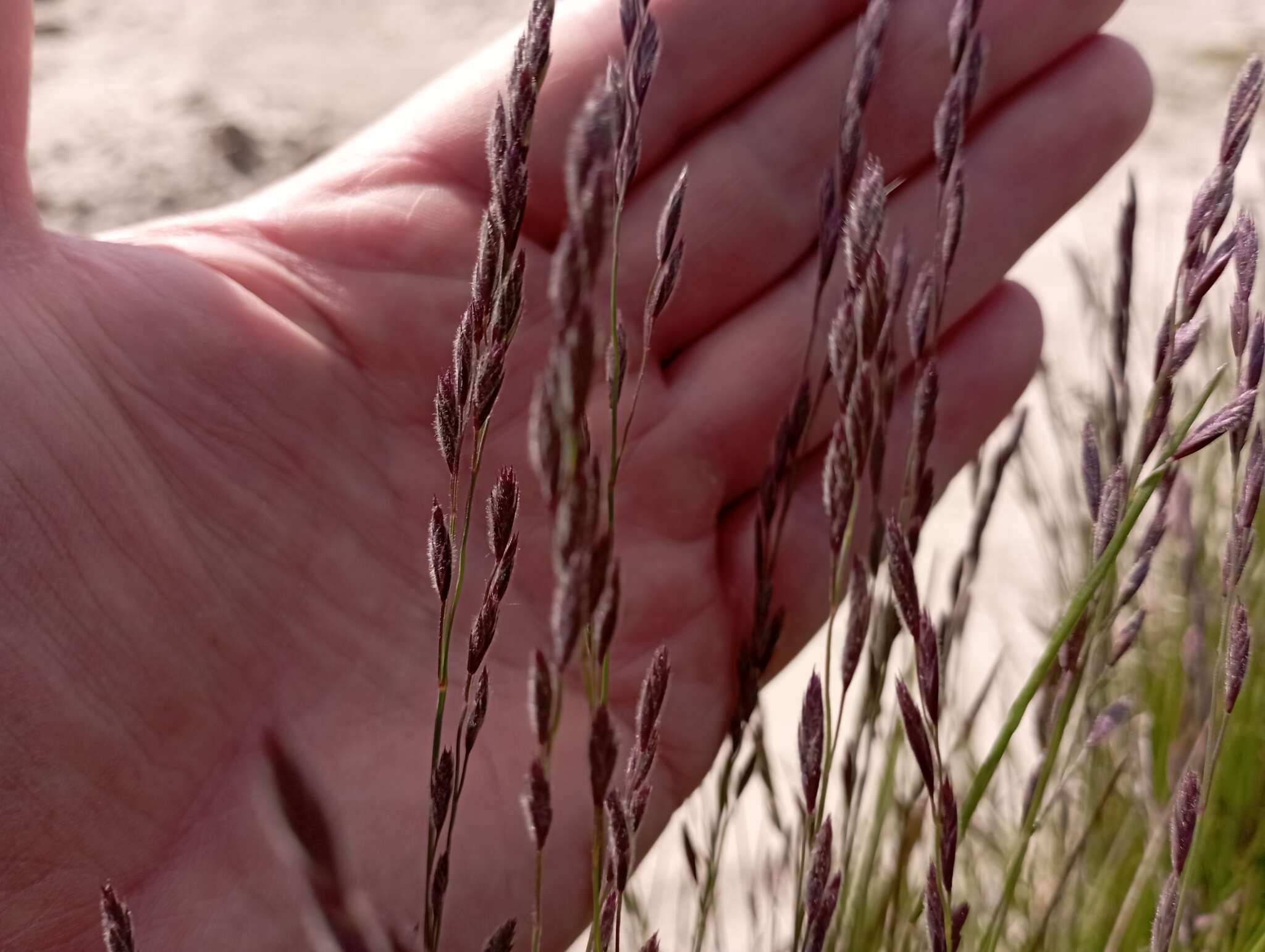 Image of Richardson's fescue