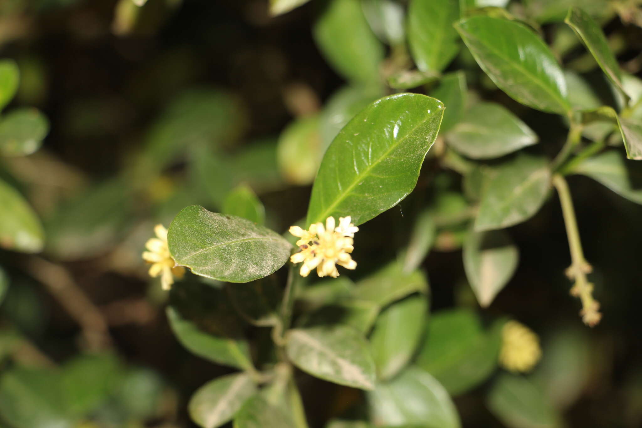 Plancia ëd Palicourea boqueronensis