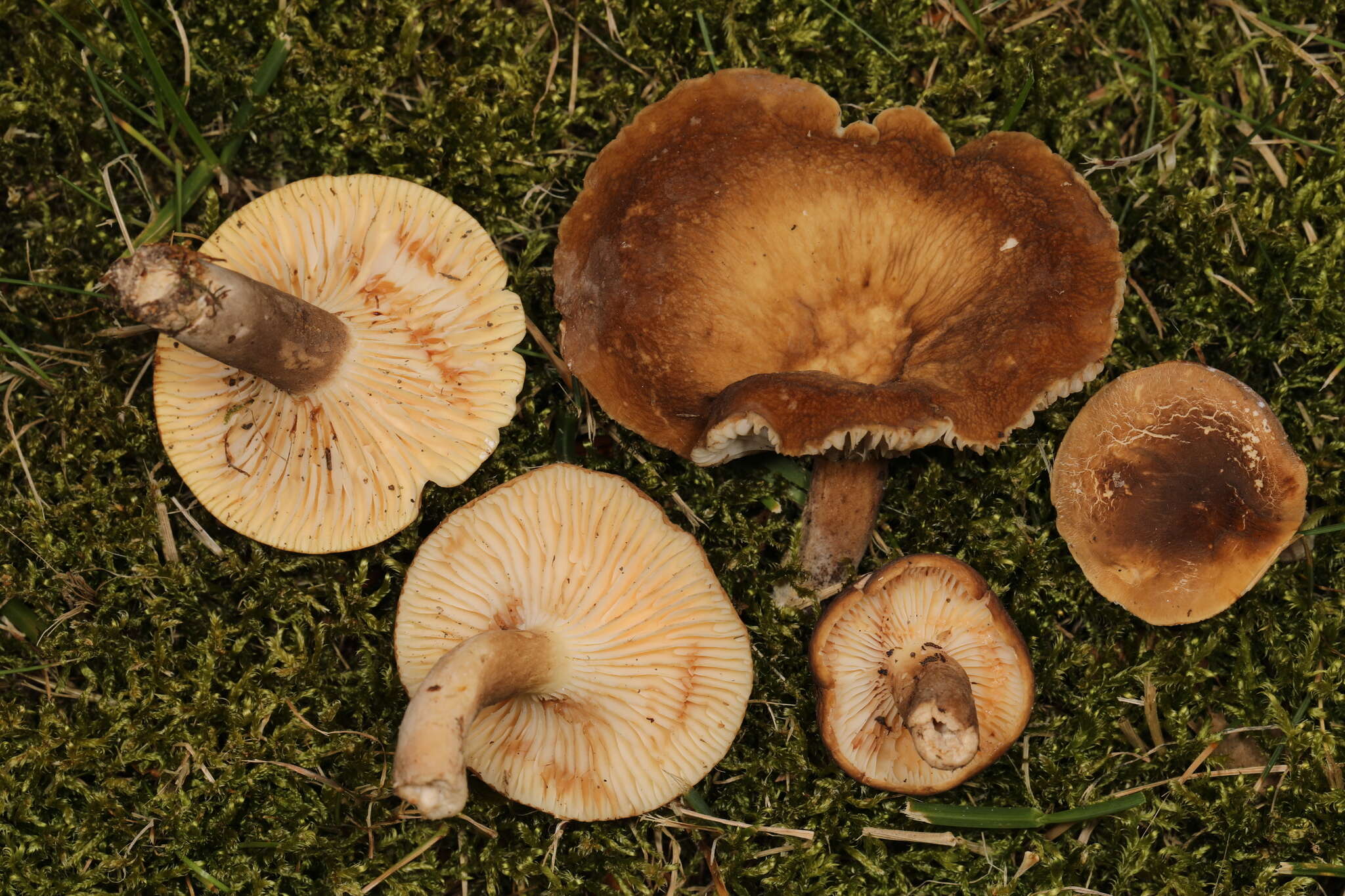 Imagem de Lactifluus petersenii (Hesler & A. H. Sm.) Stubbe 2012