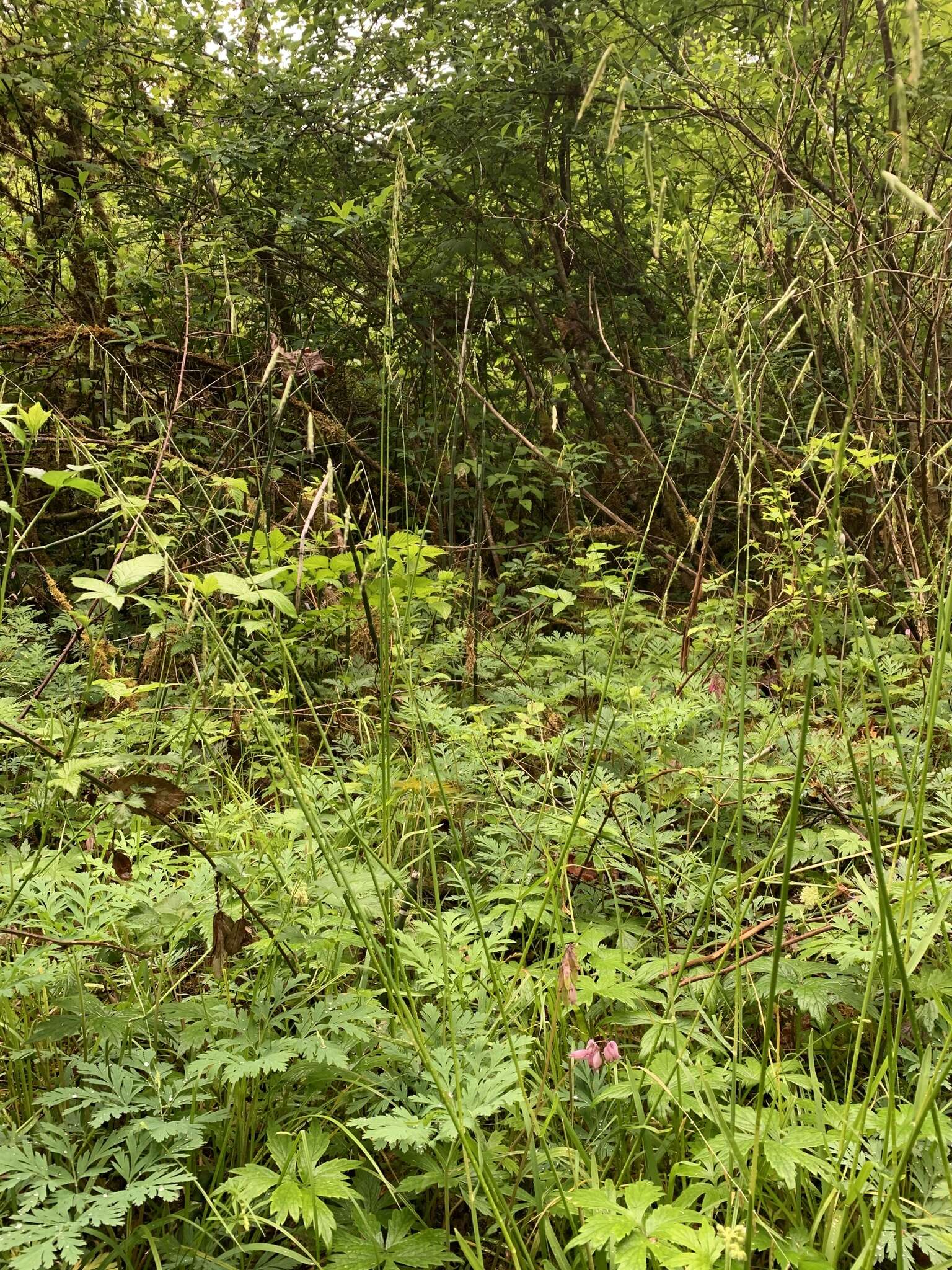 Image of Nodding False Semaphore Grass