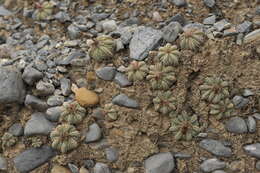 Image of Aztec Cactus