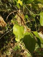 Image de Smilax californica (A. DC.) A. Gray