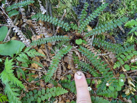 Image de Austroblechnum penna-marina subsp. penna-marina