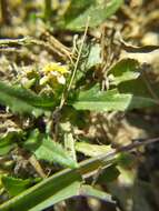 Слика од Goodenia pilosa (R. Br.) R. Carolin