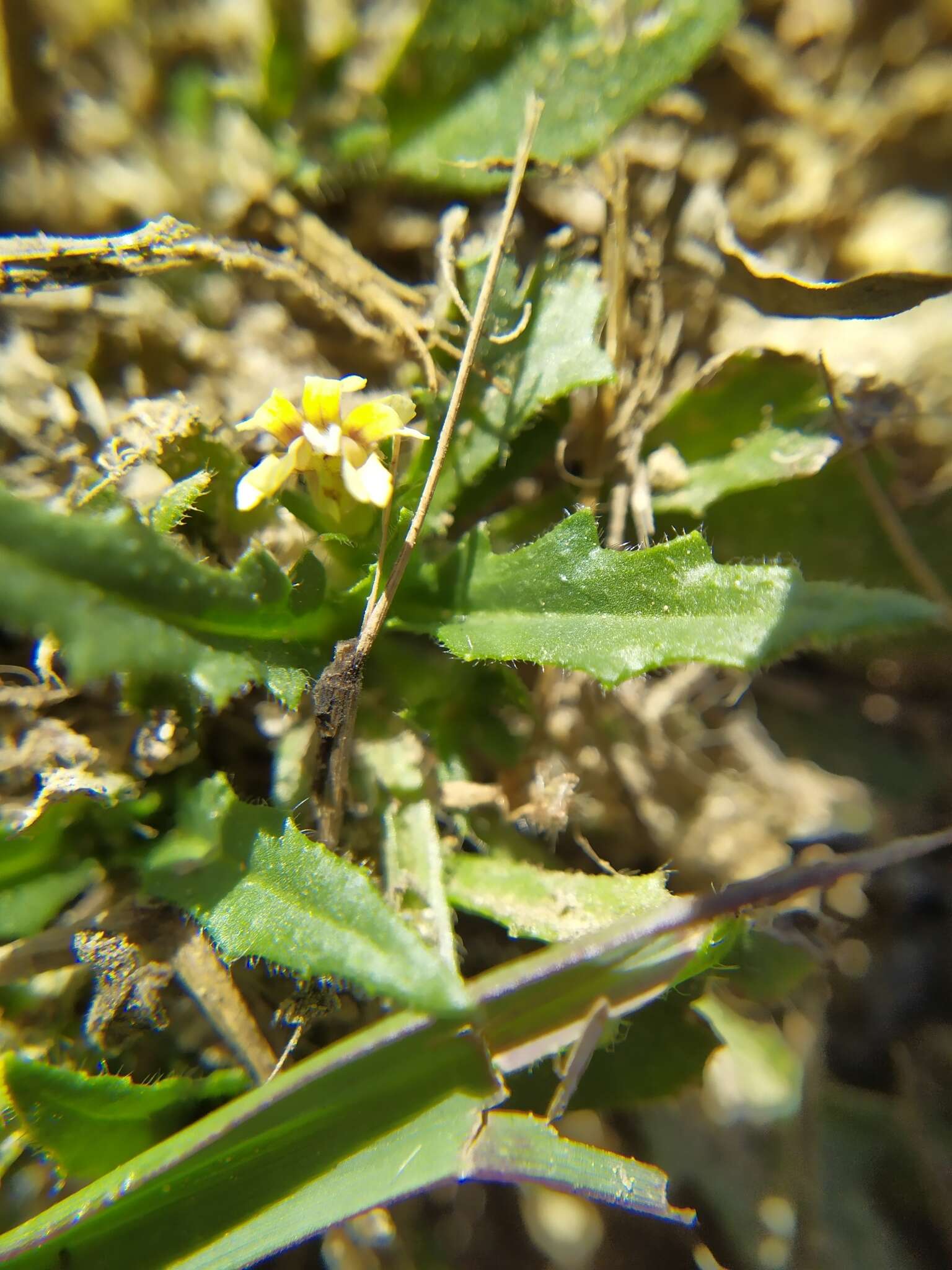 Слика од Goodenia pilosa (R. Br.) R. Carolin