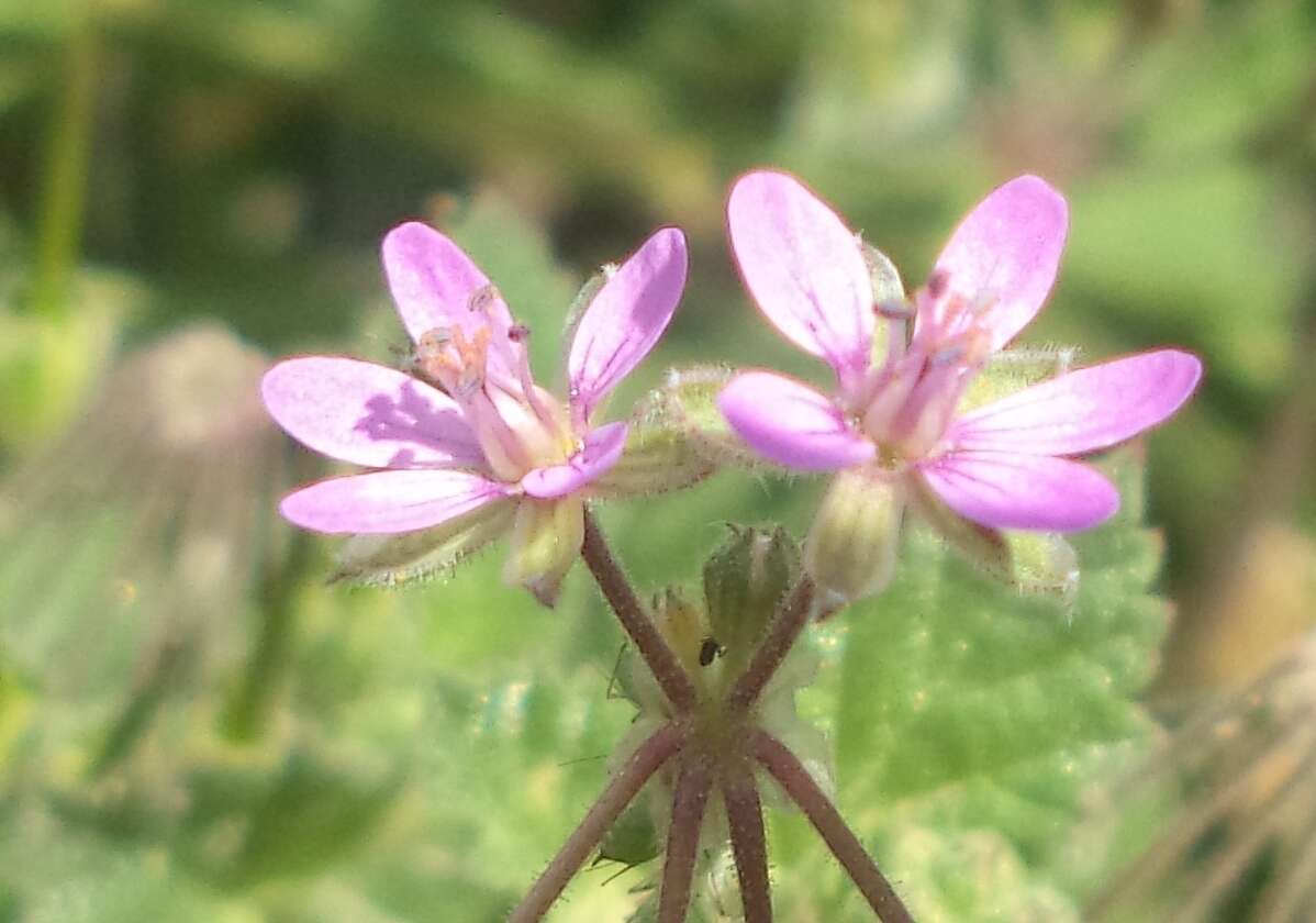 Слика од Erodium moschatum (L.) L'Her.