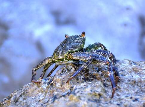 Image of Natal lightfoot crab