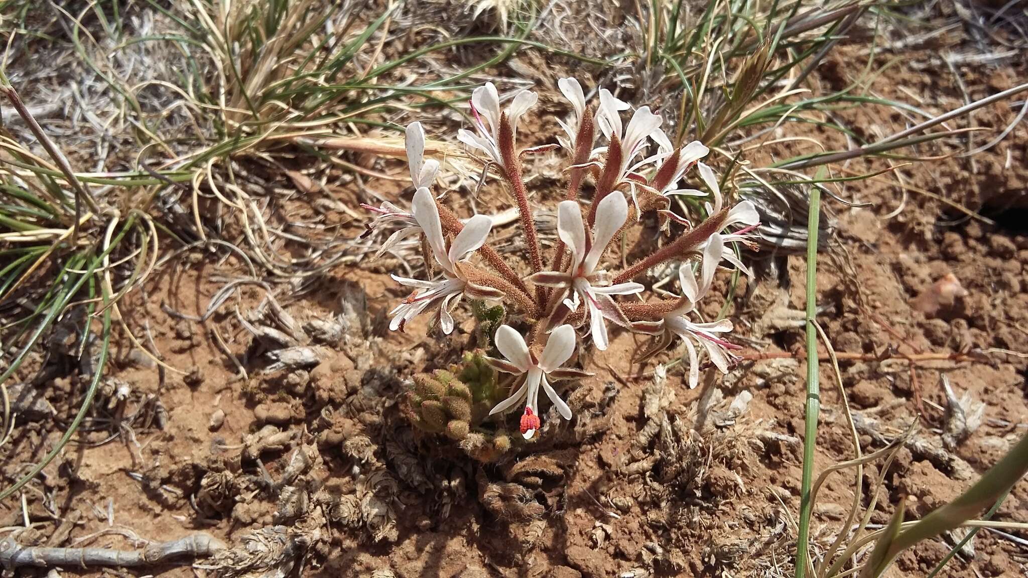 Image of Pelargonium campestre (Eckl. & Zeyh.) Steud.