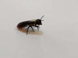 Megachile chrysorrhoea Gerstäcker 1858 resmi