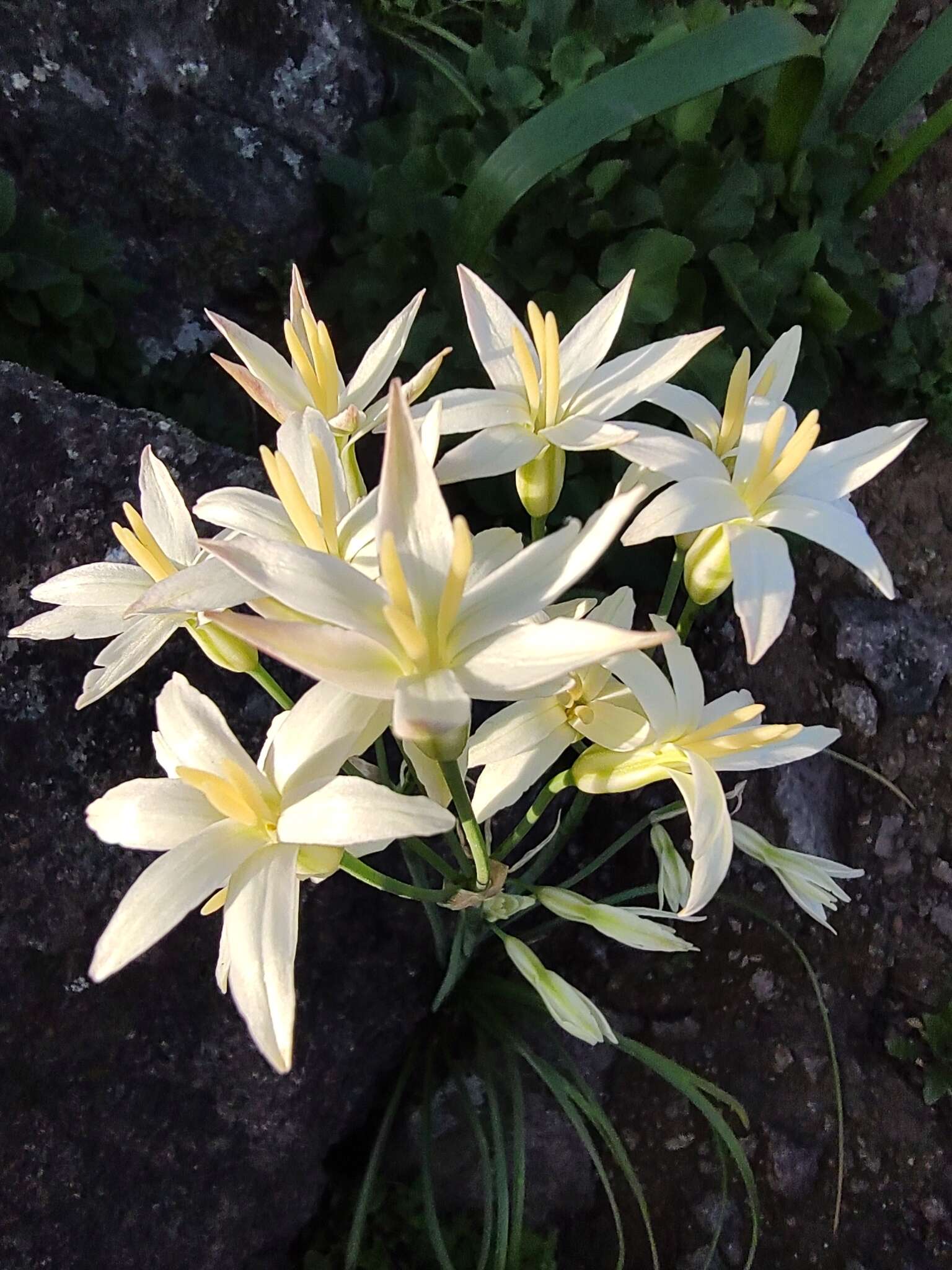 Image of Leucocoryne alliacea Lindl.