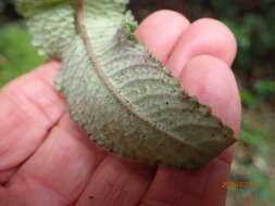 Sivun Streptocarpus gardenii Hook. kuva