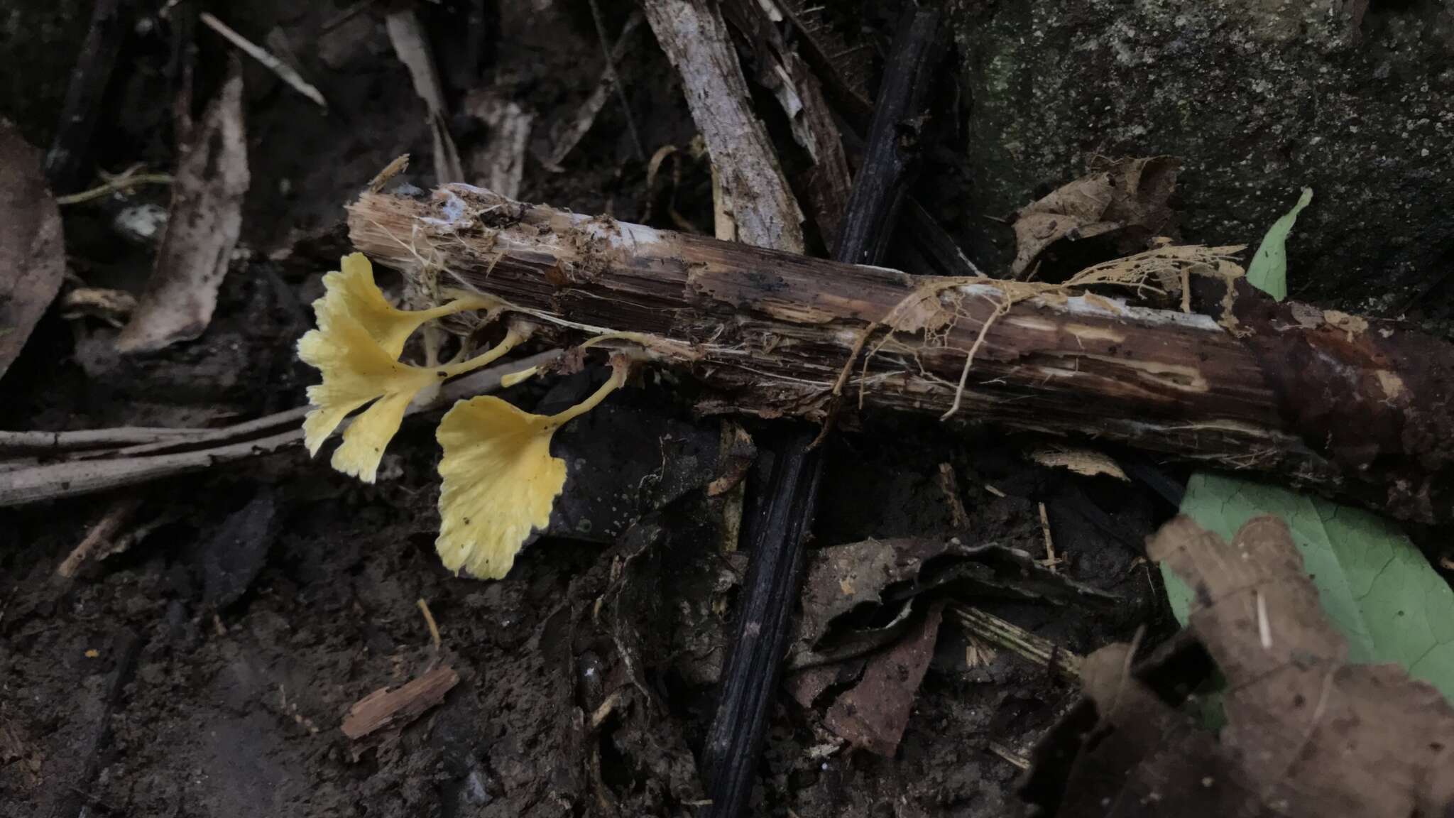 Image de Cotylidia aurantiaca (Pat.) A. L. Welden 1958