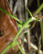 Desmodium canescens (L.) DC. resmi