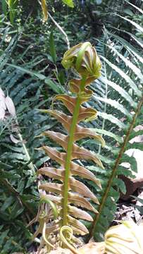 Image of Blechnum brasiliense Desv.