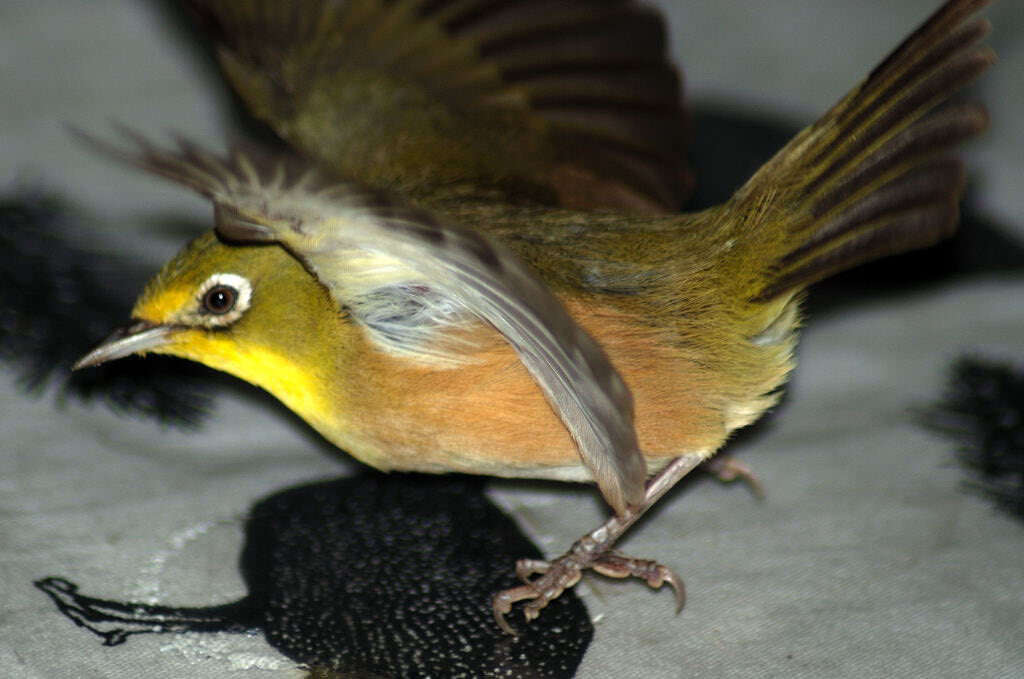 Image of Cape White-eye