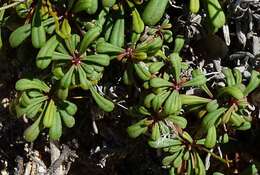 Image of Limonium ilvae Pignatti